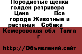 Породистые щенки голден ретривера › Цена ­ 25 000 - Все города Животные и растения » Собаки   . Кемеровская обл.,Тайга г.